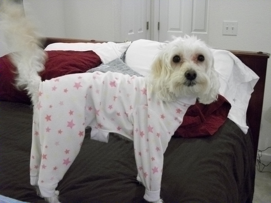 Pajamas For Big Dogs - BigDog-Boutique