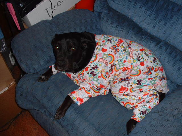 Pajamas For Big Dogs - Big and Small 