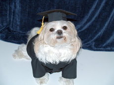 Graduation Cap & Gown For Dogs