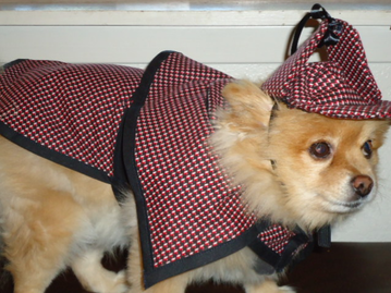 sherlock holmes outfit for dogs