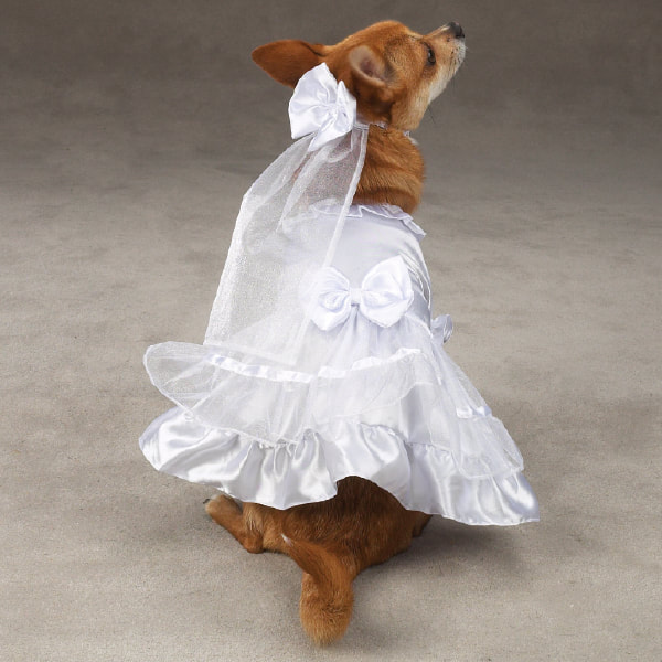 Amazing Wedding Dress For Dogs in the world Don t miss out 